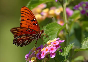 FritillaryButterfly